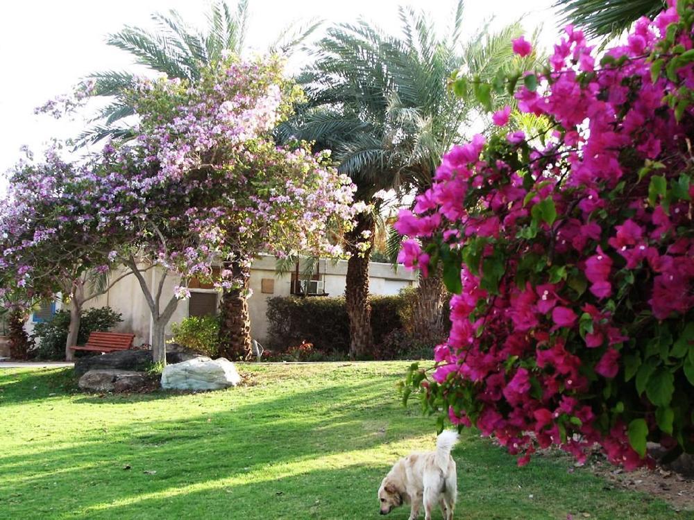 Eilot Kibbutz Country Lodging Eilat Luaran gambar